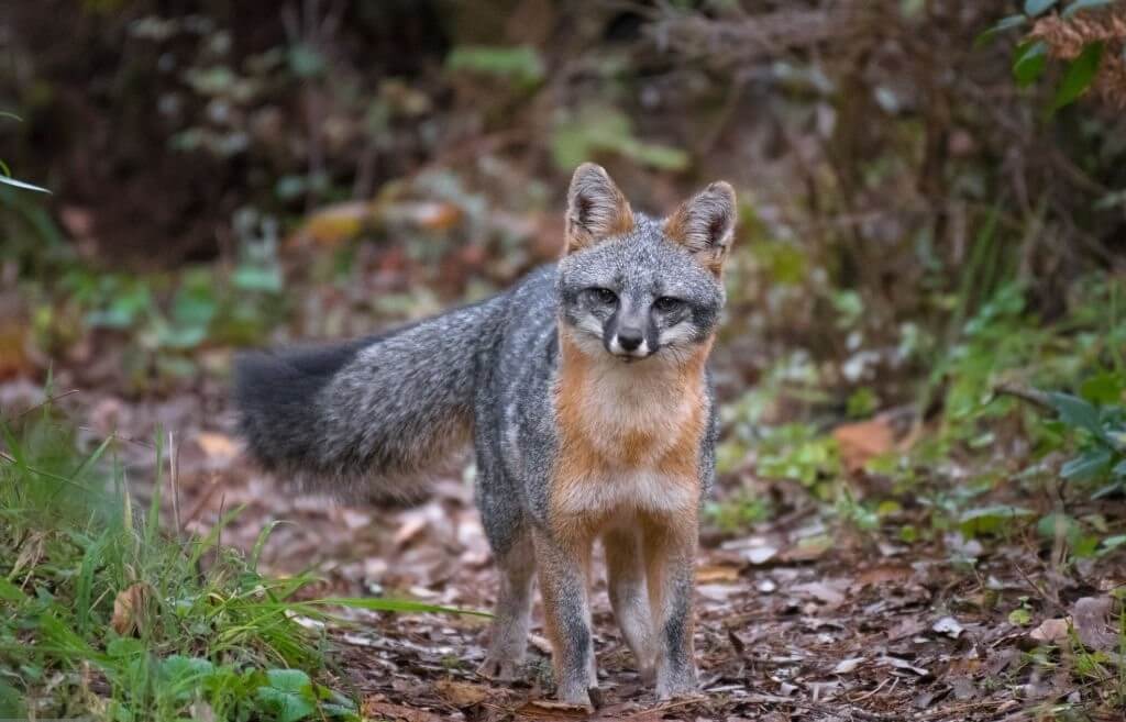 A majestic gray fox standing alertly in a natural environment.